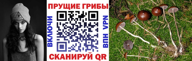 Галлюциногенные грибы Cubensis  Межгорье 